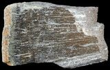 Bargain Polished Pliosaur (Liopleurodon) Bone - England #53455-2